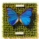 Schmetterlinge - Die Letzte Welt